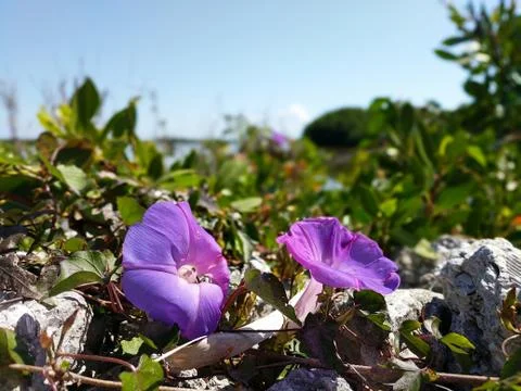 Flowers by the Water Stock Photos