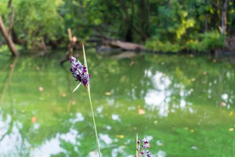 Flowers in the water Stock Photos