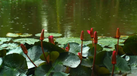 Flowers on the Water - Raining Stock Footage 27341511