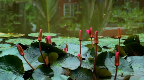 Flowers on the Water - Spring Stock Footage 27341343