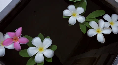 Flowers on water surface Stock Footage 59525693