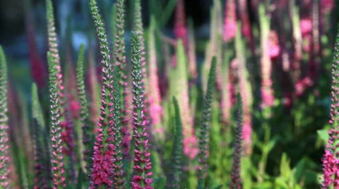 Flowers with waterfall in background Stock Footage 44346772