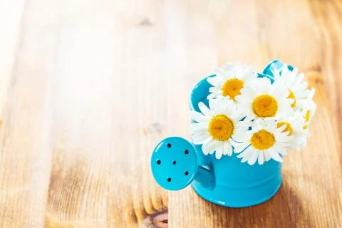 Flowers in watering can Stock Photos