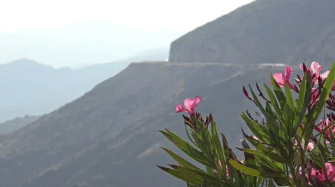 Flowers waving with the mountain background Stock Footage 40390046