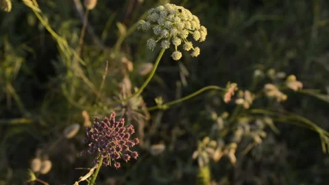 Flowers waving in the wind Stock Footage 272628696