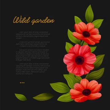 Flowers. Web banner template with Red poppies on black background. Stock Illustration