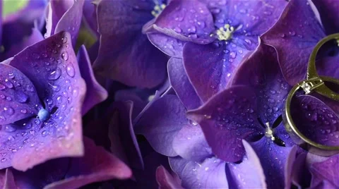 Flowers with wedding rings Stock Footage 49671210