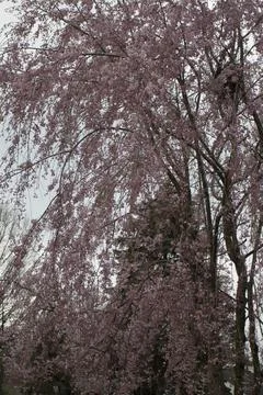 Flowers of a Weeping Cherry Tree Stock Photos