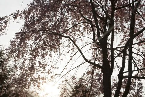 Flowers of a Weeping Cherry Tree Stock Photos