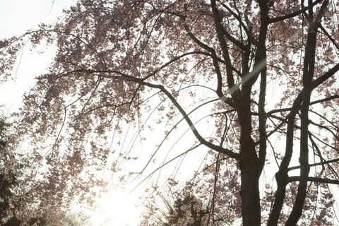 Flowers of a Weeping Cherry Tree Stock Photos