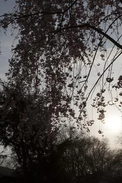 Flowers of a Weeping Cherry Tree Stock Photos