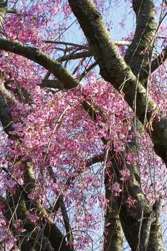 Flowers of a Weeping Cherry Tree Stock Photos