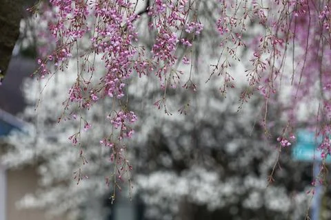 Flowers of a Weeping Cherry Tree Stock Photos