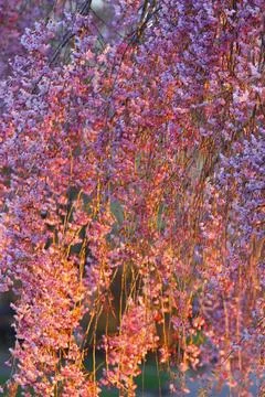 Flowers of a Weeping Cherry Tree Foto stock
