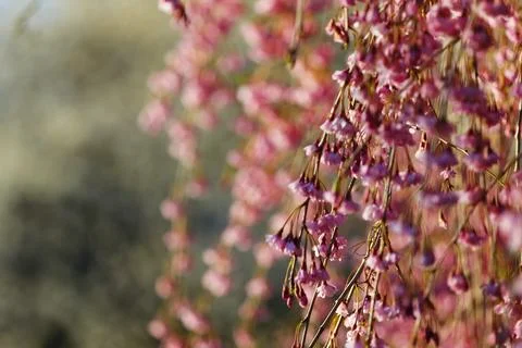 Flowers of a Weeping Cherry Tree Stock Photos