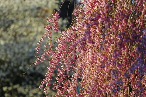Flowers of a Weeping Cherry Tree Stock Photos