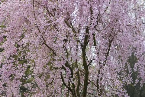 Flowers of a Weeping Cherry Tree 写真素材