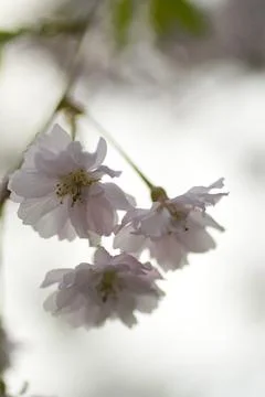 Flowers of a Weeping Cherry Tree Stock Photos