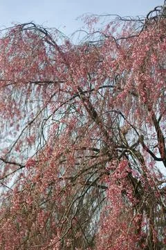 Flowers of a Weeping Cherry Tree Stock Photos