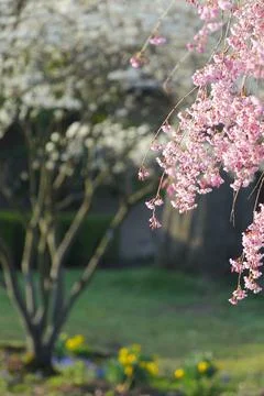 Flowers of a Weeping Cherry Tree Stock Photos