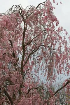 Flowers of a Weeping Cherry Tree Stock Photos