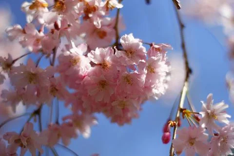 Flowers of a Weeping Cherry Tree Stock Photos