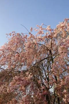 Flowers of a Weeping Cherry Tree Stock Photos