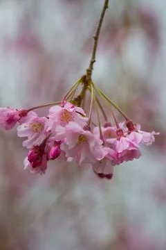 Flowers of a Weeping Cherry Tree Stock Photos