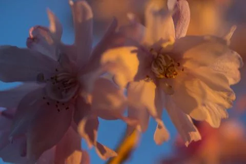 Flowers of a Weeping Cherry Tree Stock Photos
