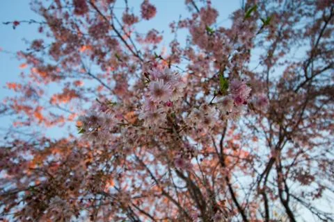 Flowers of a Weeping Cherry Tree 写真素材