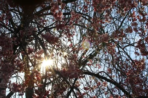 Flowers of a Weeping Cherry Tree Stock Photos