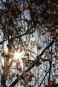 Flowers of a Weeping Cherry Tree Stock Photos