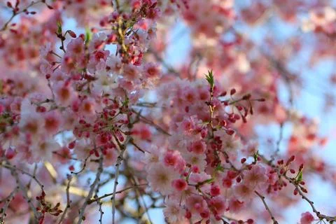 Flowers of a Weeping Cherry Tree Stock Photos