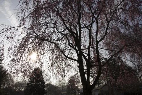 Flowers of a Weeping Cherry Tree Stock Photos