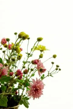 Flowers on white backdrop Stock Photos