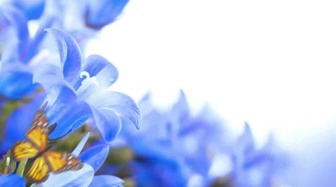 Flowers on a white background, dark blue hand bells and butterfly Stockbeeldmateriaal 37581853