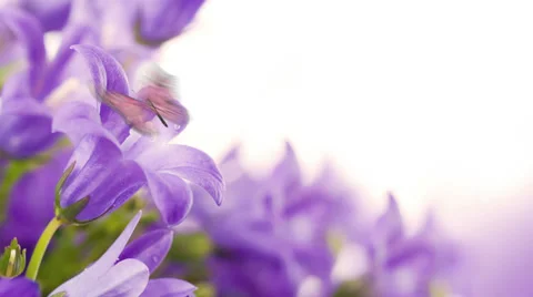 Flowers on a white background, dark blue hand bells and butterfly Stockbeeldmateriaal 37582362