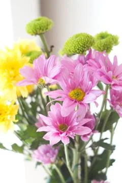 Flowers in white background Stock Photos