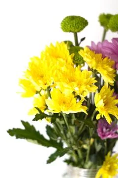 Flowers in white background Stock Photos