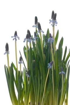 Flowers white background Stock Photos