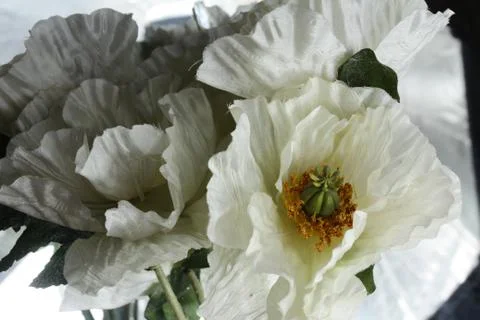 Flowers on white background Stock Photos