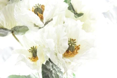 Flowers on white background Stock Photos