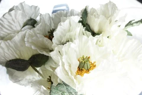 Flowers on white background Stock Photos