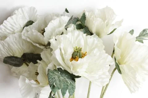 Flowers on white background Stock Photos