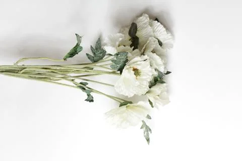 Flowers on white background Stock Photos