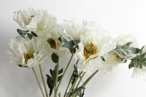 Flowers on white background Stock Photos