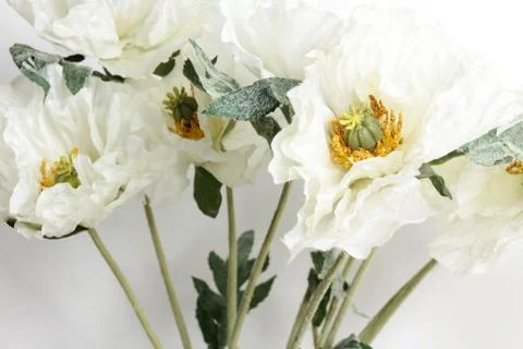 Flowers on white background Stock Photos