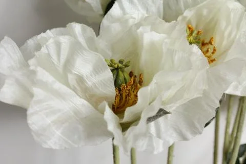 Flowers on white background Stock Photos
