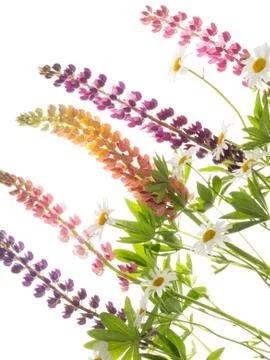 Flowers on a white background Stock Photos