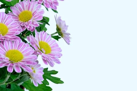 Flowers on white background Stock Photos
